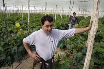 Jak se pěstuje španělská zelenina? Pod tunami plastu