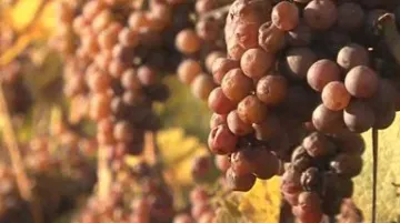Pálavské vinobraní