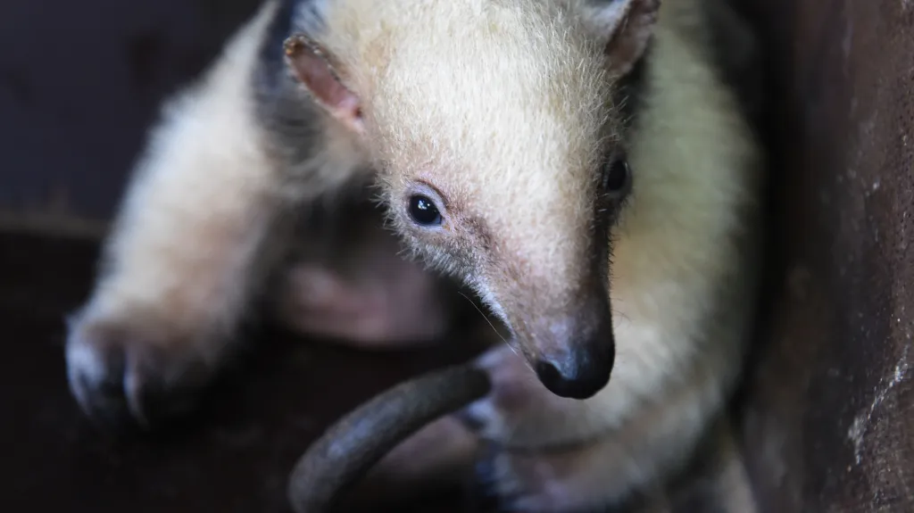 Mravenečník čtyřprstý