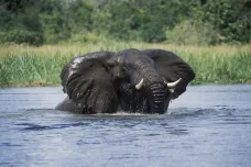 V Gabonu žije dvakrát víc slonů, než se předpokládalo. Ukrývají se v lesích