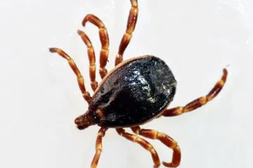 V Česku přibývá exotických klíšťat. Včetně dva a půl centimetrů velkých druhů z Afriky