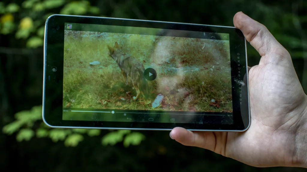 Vlk zachyceny na fotopasti ve Vraních horách