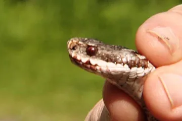 Krnovští lékaři už letos hospitalizovali tři děti po uštknutí zmijí. Všechny jsou v pořádku