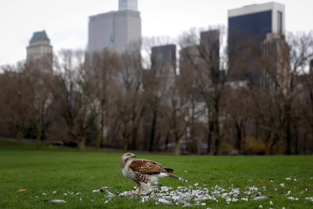 Poté, co ve známém Central Parku v New Yorku utichl ruch, navštívil jej jestřáb