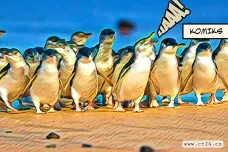 Přežití tučňáků nejmenších vyžaduje stálou ochranu
