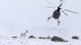 Divoký kůň hnaný do ohrady pomocí helikoptéry během razie Úřadu pro pozemkovou správu USA (Bureau of Land Management) poblíž Milfordu ve státě Utah