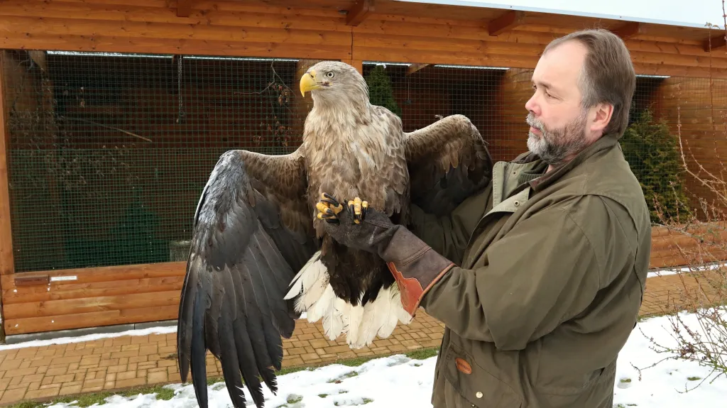 Vypuštění orla mořského Viktora do volné přírody
