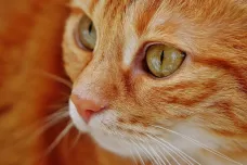 V čínské laboratoři se koronavirus přenesl z extrémně infikované kočky na jinou