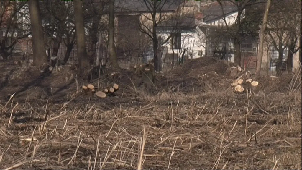 Po stromech kolem Rokytné, zůstaly jen pařezy