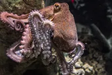 Samice chobotnic po nakladení vajíček ztrácí vůli k životu. Stávají se retardovanými, popsala studie