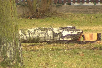 Kroměříž revitalizuje zeleň, pokácí desítky stromů