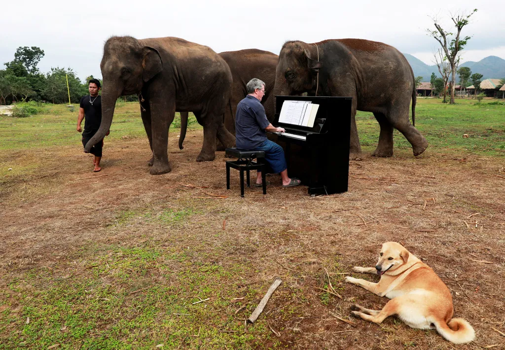 Britský dobrovolník Paul Barton hraje na piano nemocným, zneužívaným, vysloužilým, ale zachráněným slonům ve svatyni v thajském městě Kanchanaburi na hranici s Myanmarem.