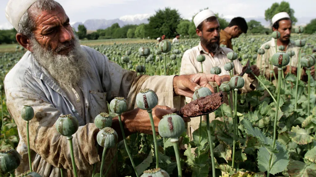 Sklizeň opia v Afghánistánu