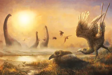 Napůl tukan, napůl velociraptor. Pravěký tvor z Madagaskaru ukázal rozmanitou evoluci ptáků