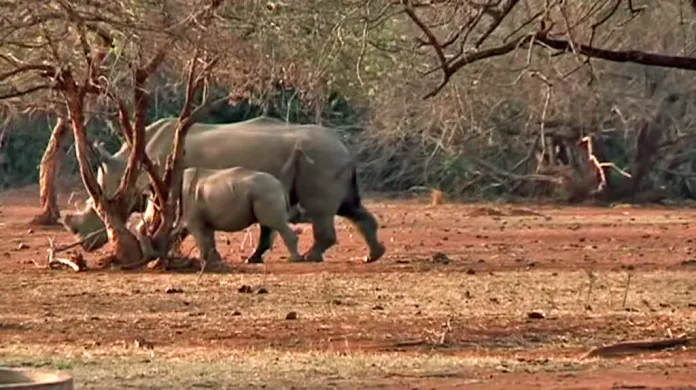 Nosorožci v rezervaci Madikwe