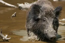 Přemnožená prasata jsou mezikontinentální problém. Zaplavují USA, Česko i Austrálii