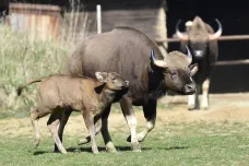 Zoo ve Zlíně ukázala veřejnosti první mládě gaura indického