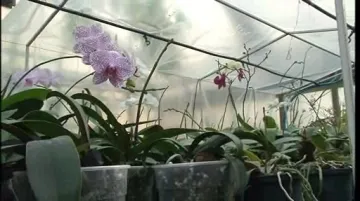 Záhon orchidejí falenopsis. Všechny vykvetou až po Vánocích.