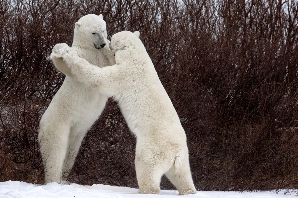 Tanec s medvědy v oblasti Churchill, Kanada