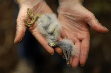 Týden ve vědě: Od sopečného hromu po ptačí apokalypsu ve Francii