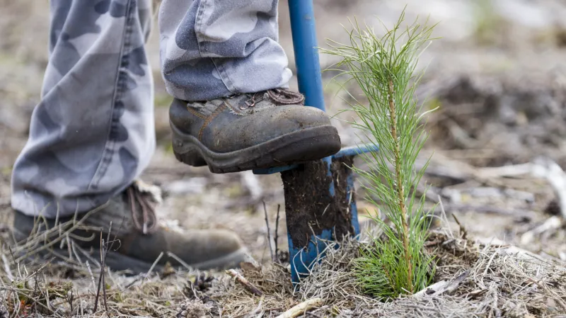 Některé firmy zneužívaly důvěry zahraničních lesních dělníků