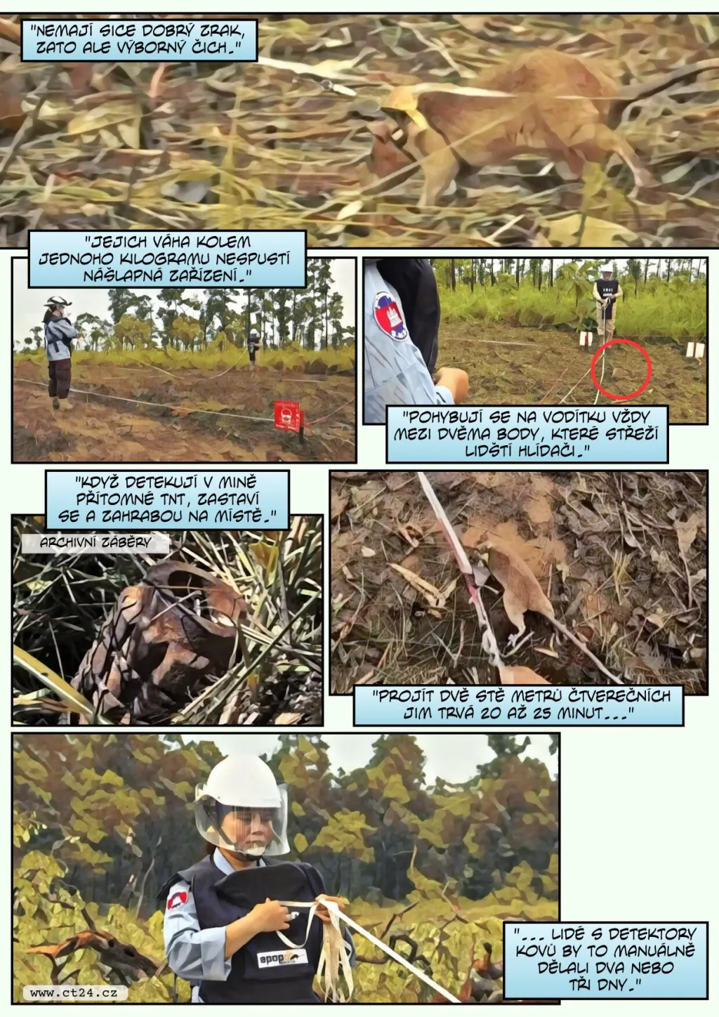 Cvičené krysy pomáhají odhalovat miny