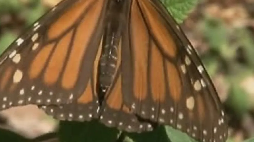 Motýl monarch