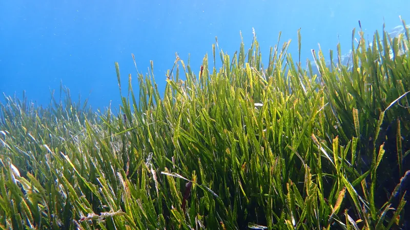Louka mořské trávy posidonie oceánské