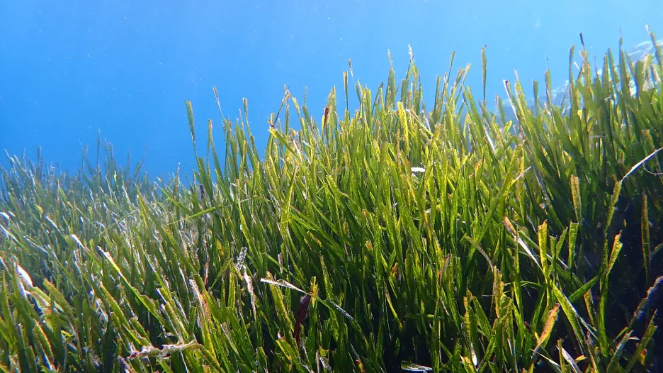 Louka mořské trávy posidonie oceánské