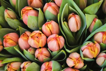 Hartenberg z Babišova svěřenského fondu kupuje většinový podíl v síti květinářství Flamengo