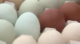 Chovatelka si pochvaluje, že nemusí vajíčka barvit