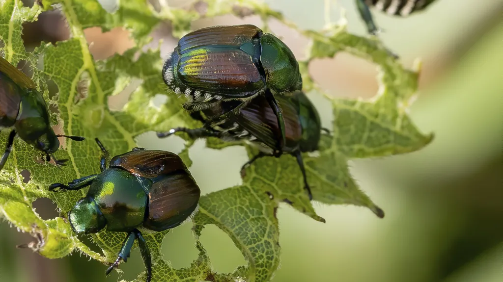 Listokaz japonský (Popillia japonica)