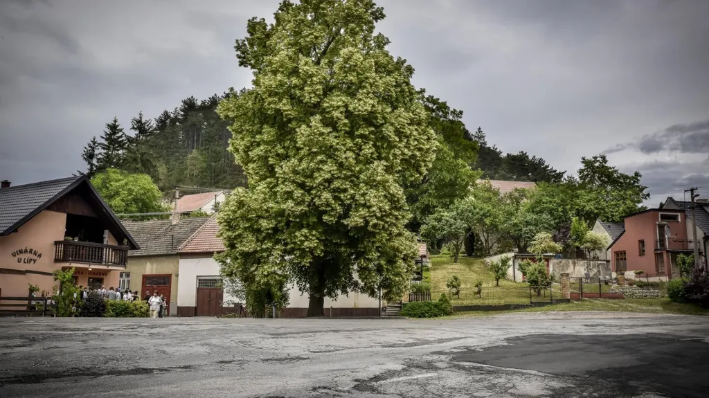 Lípa velkolistá ze Zádvoří u Velkých Opatovic (Jihomoravský kraj) z roku 1918.  Z šestnácti Lip svobody vysazených v obci na oslavu konce 1. světové války se dochovala pouze tzv. Zádvorská lepa, kterou zasadil kameník a písmák Jan Pospíšil před svým domem.