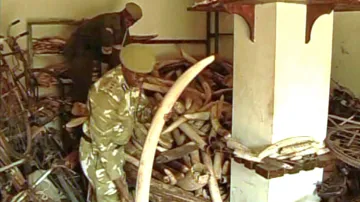 Keňští vojáci se zabavenou slonovinou
