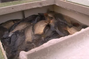 Pohořeličtí rybáři se loučí s kapry, míří k prodejcům