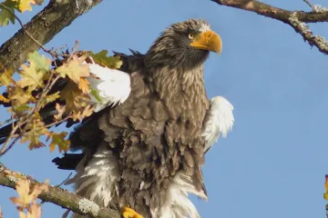 Na Třeboňsku se vyskytuje orel východní. Ptáka z Kamčatky odborníci na jihu Čech nevidí rádi