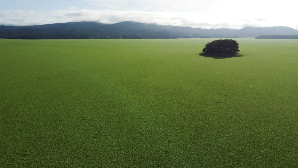 Nádrž pokrytá vodním salátem v salvadorském městě Suchitoto