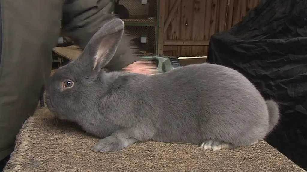 Nejkrásnější králík Evropy pochází z jižní Moravy