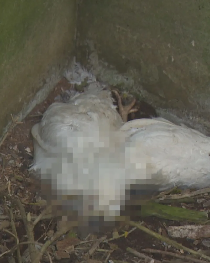 Škoda na chovu zasaženém ptačí chřipkou v Kosičkách je kolem 300 milionů korun