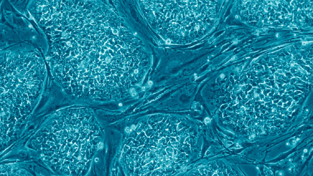 Kmenové buňky (ilustrační foto)
