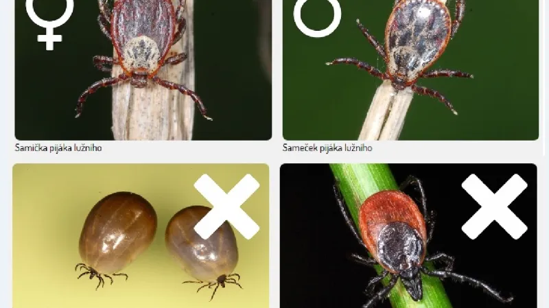 Piják lužní má pestrý štítek a je větší než klíště obecné
