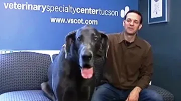 George - nejvyšší pes světa