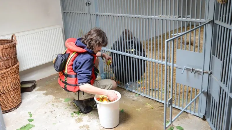 Krmení goril v povodňové věži