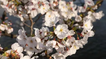 Kvetoucí sakury v březnu 2021 v Japonsku