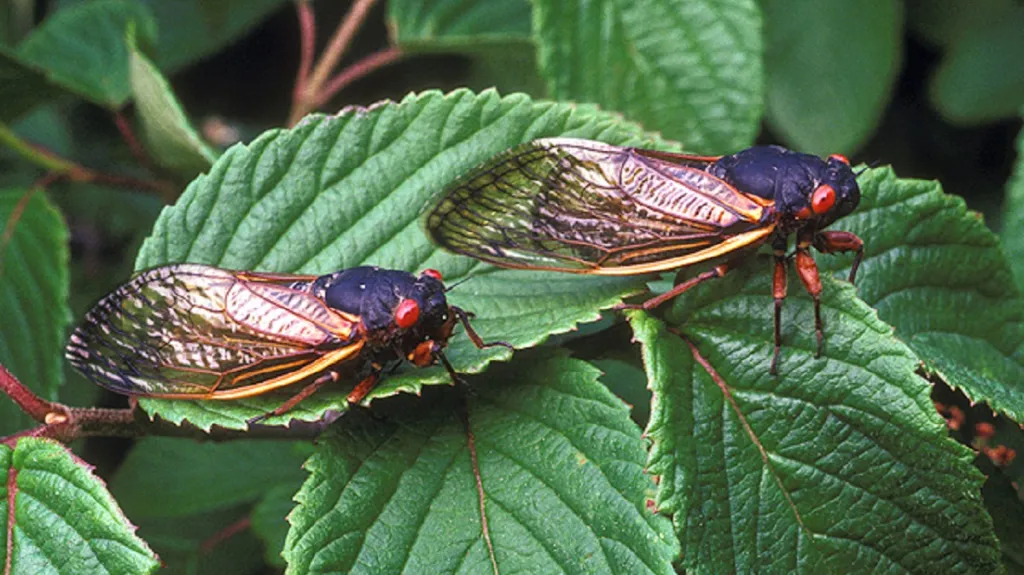 Cikáda sedmnáctiletá