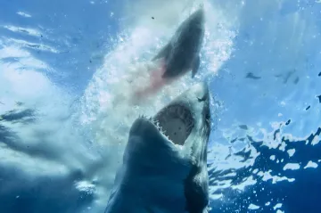 Vymřením je ohroženo mnohem víc žraloků, než si vědci mysleli. Asie má chuť na jejich ploutve