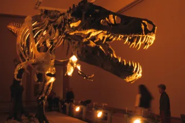 Tyranosauři možná lovili ve smečkách jako lvi nebo vlci, ukazuje nový nález