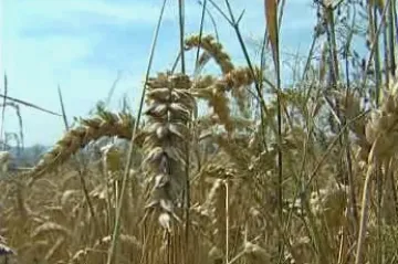 Vědci slaví úspěchy s geneticky modifikovanou pšenicí, která odolá suchu