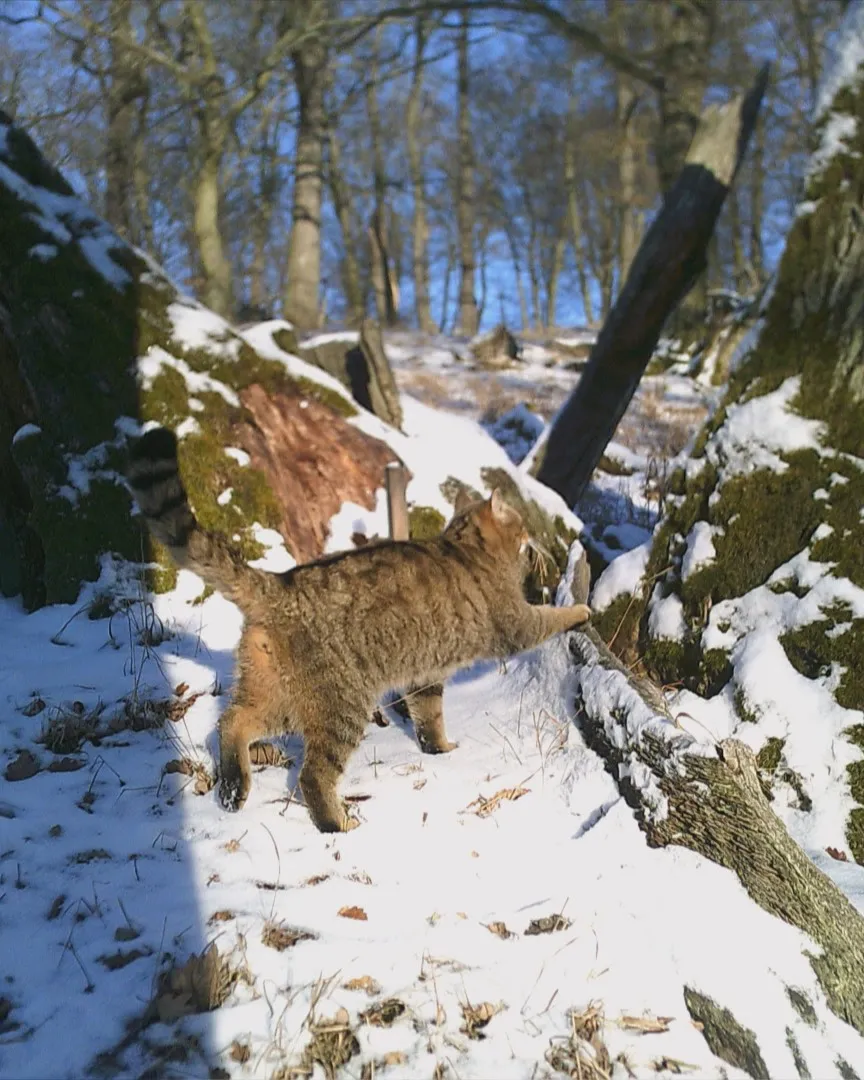Do Lužických hor se vrátily divoké kočky. Fotopasti ukázaly koťata