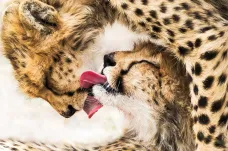 Sony World Photography Awards 2020 vyhráli gepardi a plast v oceánu 